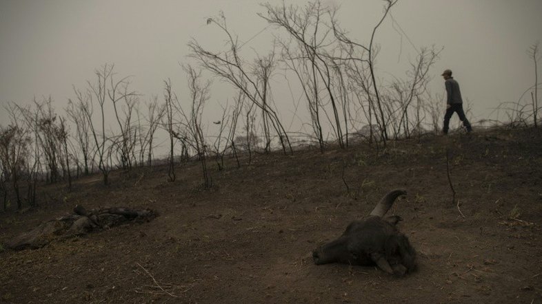 Devastação e árduo combate aos incêndios no Pantanal