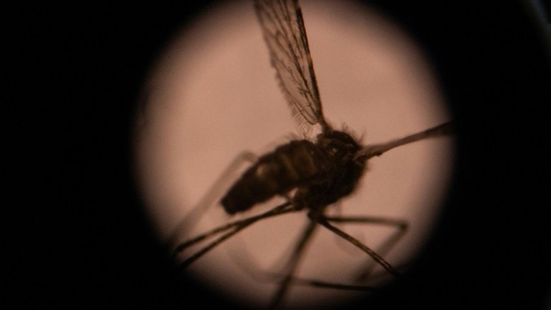 Milhões de africanos estão ameaçados por mosquito asiático transmissor da malária