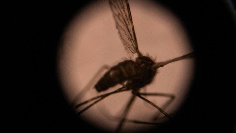 Milhões de africanos estão ameaçados por mosquito asiático transmissor da malária