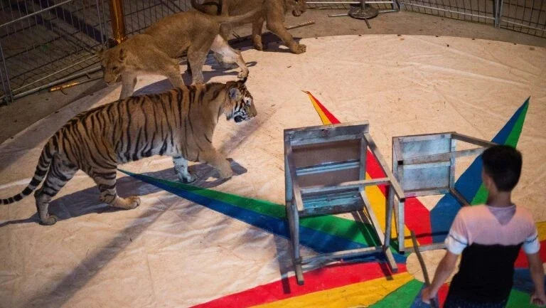 França vai proibir os animais selvagens em circos itinerantes