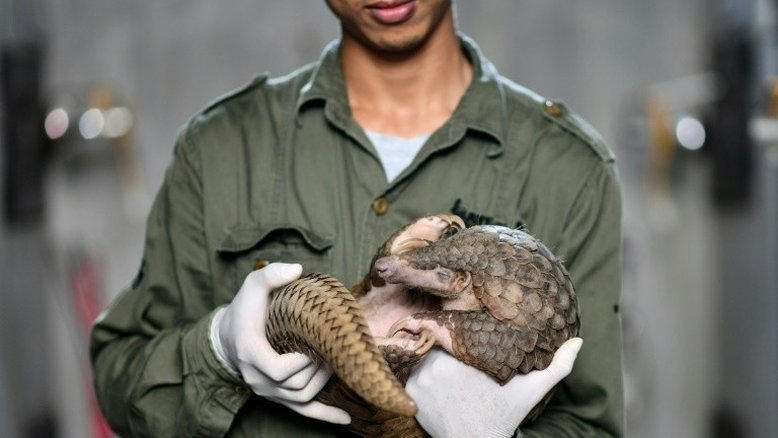 Vietnã intensifica luta contra tráfico de pangolins