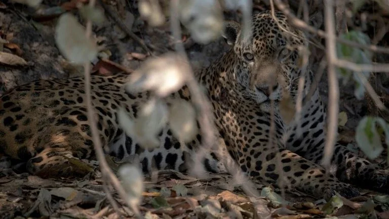 Pantanal, um tesouro natural ameaçado