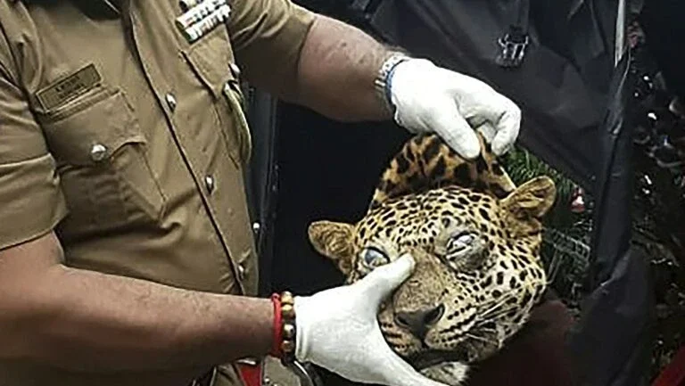 Três são detidos por tentar vender carne de leopardo para curar a asma no Sri Lanka