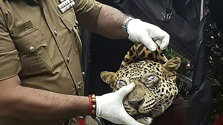 Três são detidos por tentar vender carne de leopardo para curar a asma no Sri Lanka