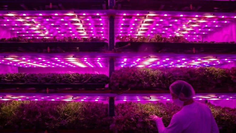 Primeira fazenda vertical de São Paulo, obrigada a se reinventar por causa da pandemia