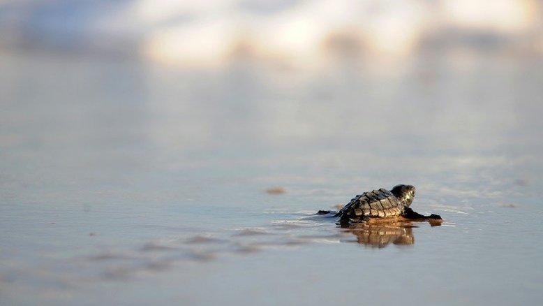 Vinícola francesa que destruiu habitat de tartaruga protegida é multada