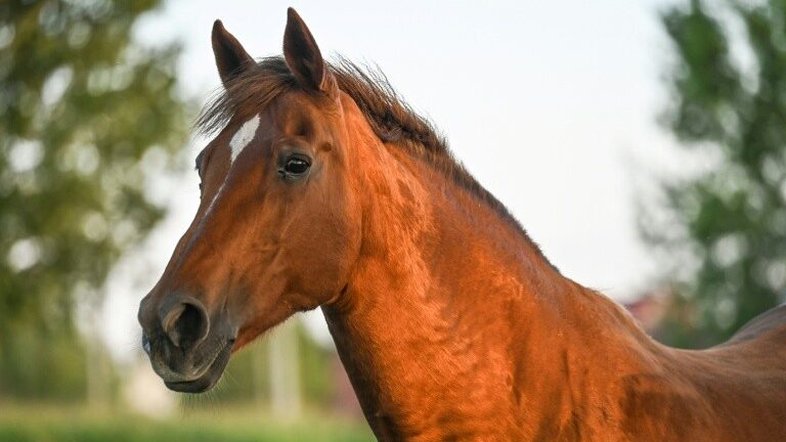 Soro equino é testado em pacientes com Covid-19 na Argentina