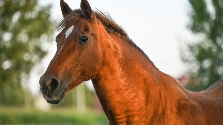 Soro equino é testado em pacientes com Covid-19 na Argentina