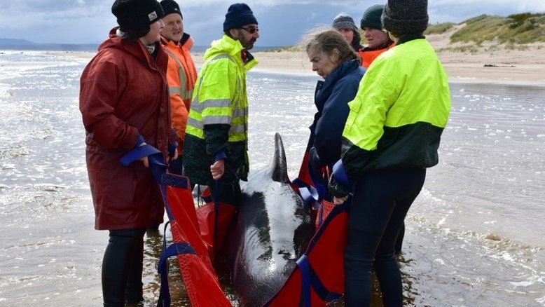 Equipes de resgate enfrentam tarefa difícil após morte de baleias na Austrália