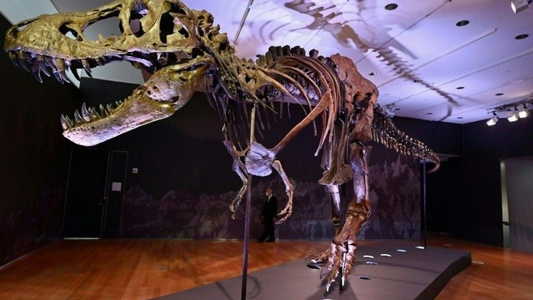 Leilão de dinossauro T-Rex em NY pode alcançar US$ 8 milhões