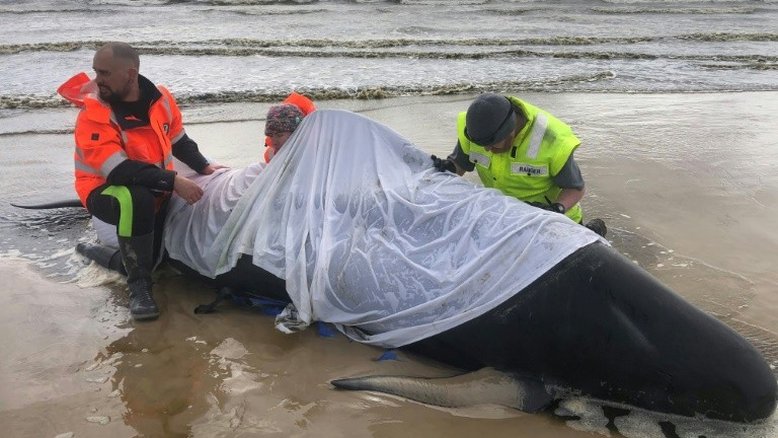 Equipes de resgate australianas obrigadas a praticar eutanásia em baleias na Tasmânia