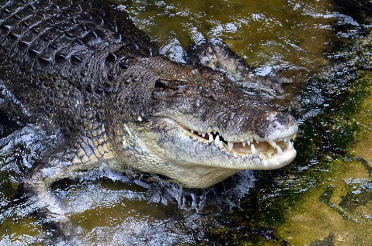 Mergulhador é mordido na cabeça por crocodilo na Austrália