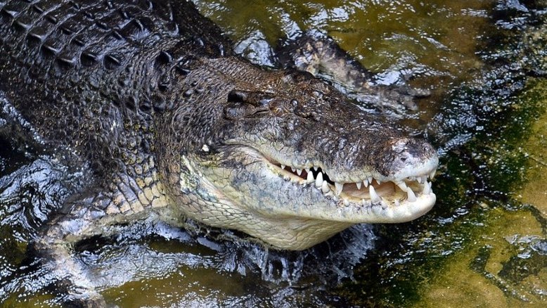 Mergulhador é mordido na cabeça por crocodilo na Austrália