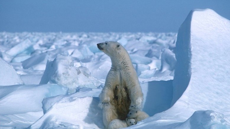 Novo estudo alerta para degelo de glaciais