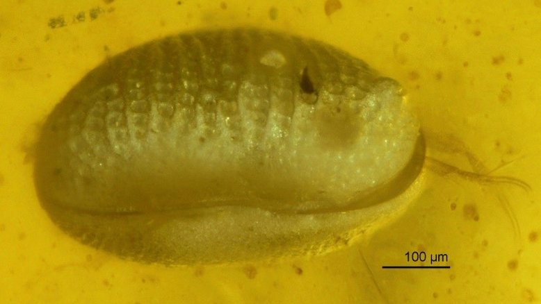 Cientistas encontram espermatozoides de 100 milhões de anos no Mianmar