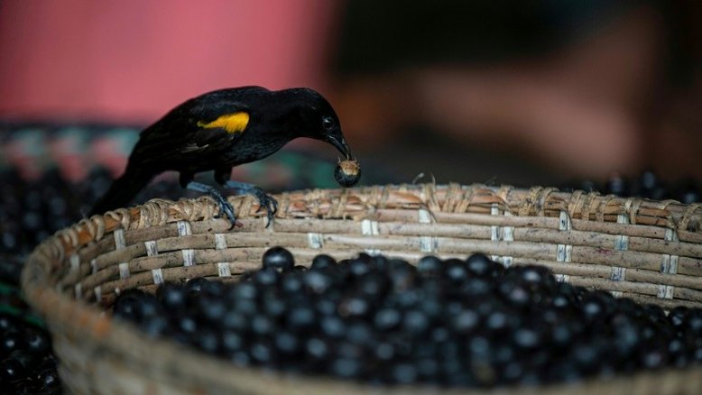 Canadá testa açaí como tratamento contra Covid-19