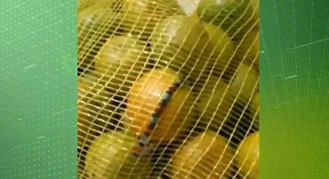 Reprodução/ Record TV