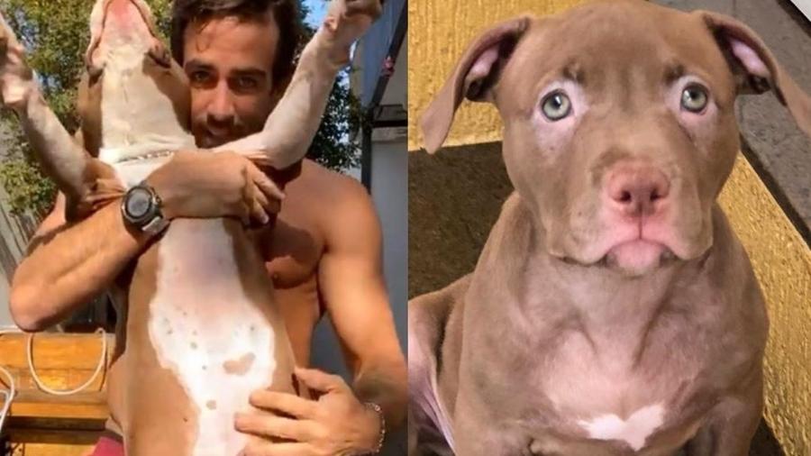 Após morte de cachorro, Gabriela Pugliesi adota nova cadela