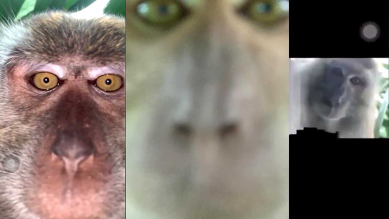 Jovem encontra celular roubado com várias selfies de um macaco
