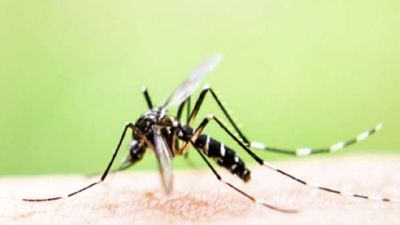 Mosquitos em SP: Prefeitura faz ações diárias de monitoramento e controle
