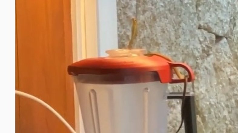 Reprodução Instagram