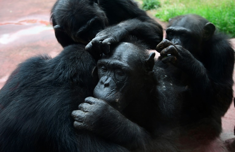 Assim como humanos, chimpanzés idosos priorizam amizades importantes