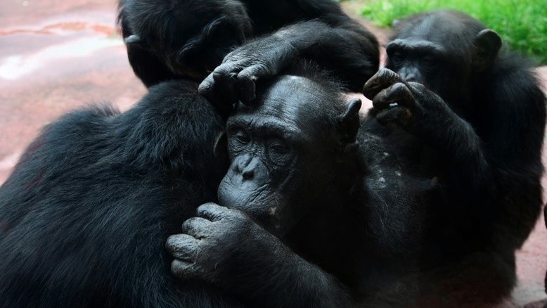 Assim como humanos, chimpanzés idosos priorizam amizades importantes