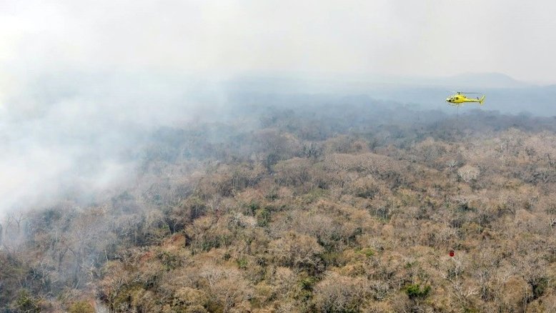 Cerca de 40% da floresta amazônica pode virar savana, diz estudo