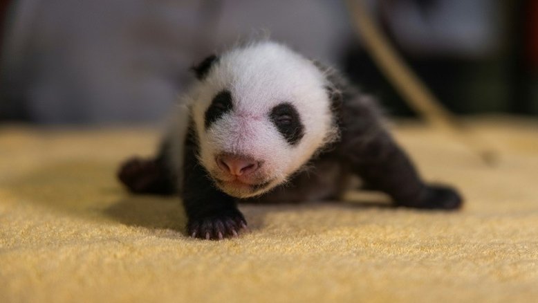 Zoológico de Washington revela o sexo do último bebê panda
