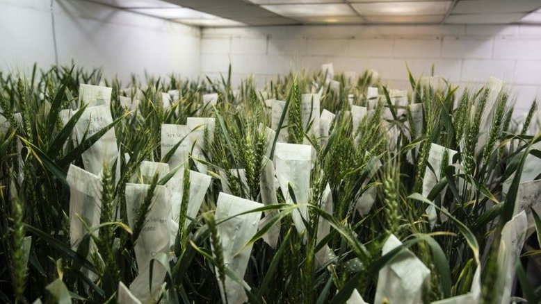 Ambientalistas e mercados olham com desconfiança para trigo transgênico da Argentina