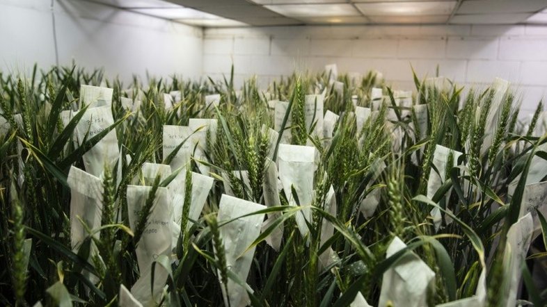 Ambientalistas e mercados olham com desconfiança para trigo transgênico da Argentina