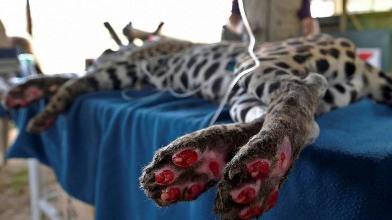 Onça-pintada ferida nos incêndios não sabe se poderá voltar ao Pantanal