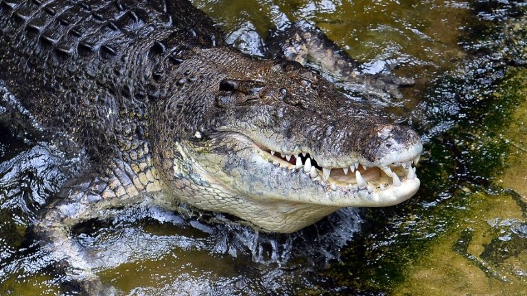 Relembre 5 casos de ataques de jacarés e crocodilos