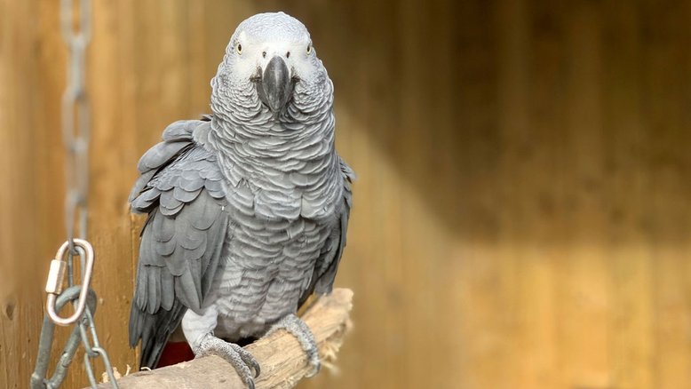 Steve Nichols/Lincolnshire Wildlife Park 