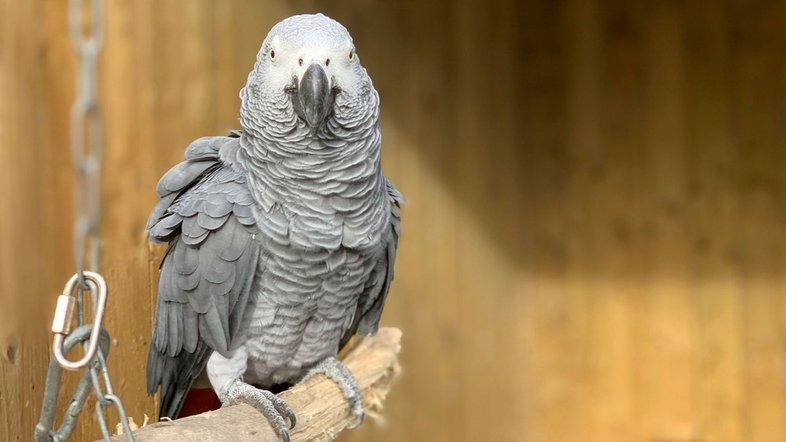 Steve Nichols/Lincolnshire Wildlife Park 