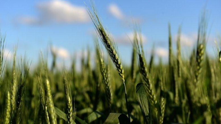Argentina vai esperar aprovação do Brasil para comercializar trigo transgênico