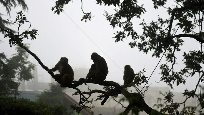 Milhares de macacos aterrorizam cidade turística indiana