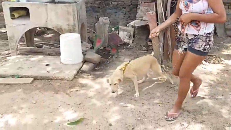 Reprodução/ Youtube/ Piripiri Repórter