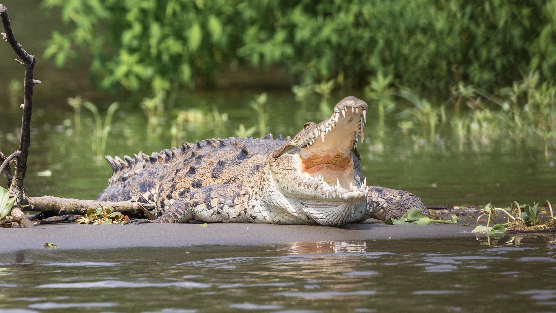 Na Jamaica, crocodilo ataca e morde braço de capturador