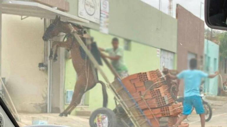 Divulgação