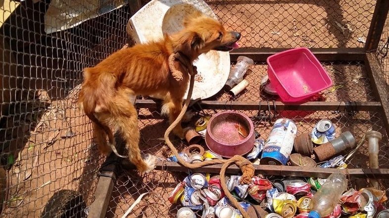 Guarda Civil Municipal/Divulgação