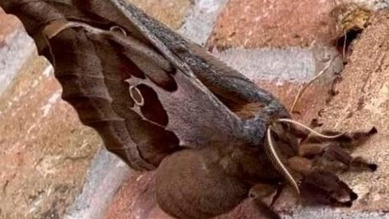 Reprodução/Facebook