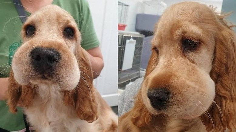 Reprodução/Twitter 