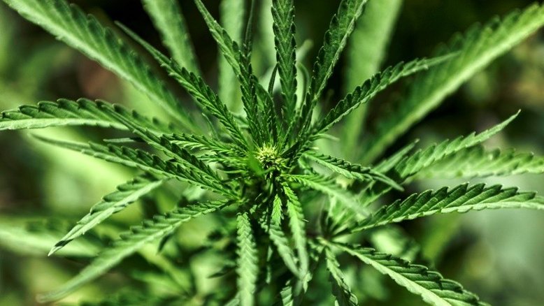 Argentina legaliza autocultivo de maconha para uso medicinal