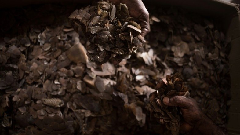 Interpol resgata milhares de animais em operação contra tráfico de espécies