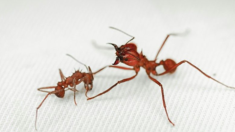 Espécie de formiga é o primeiro inseto com armadura biomineral