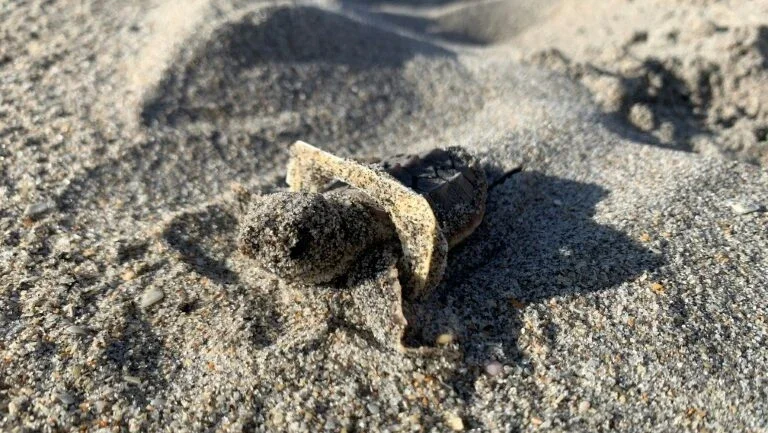 Sacos, linhas, embalagens: o plástico que mata animais marinhos nos EUA