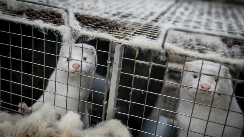 Transmissão de visons para humanos amplia desafios para vacina, diz consultoria
