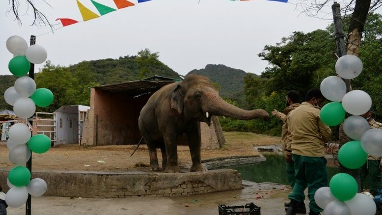 A grande festa de despedida de um elefante maltratado no Paquistão