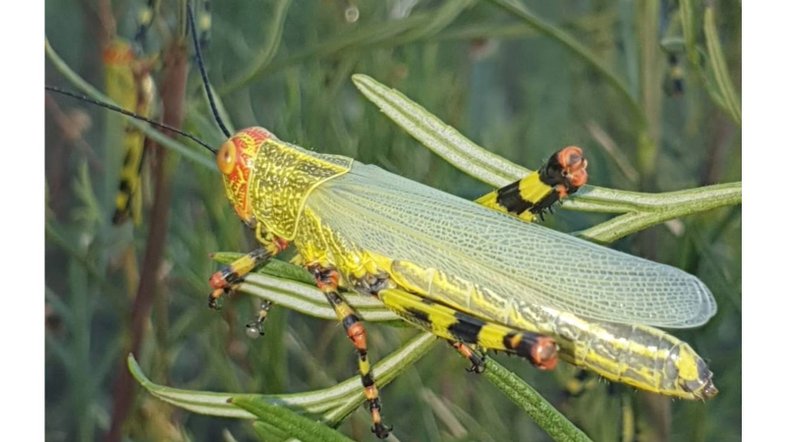Héctor Medina/Senasa